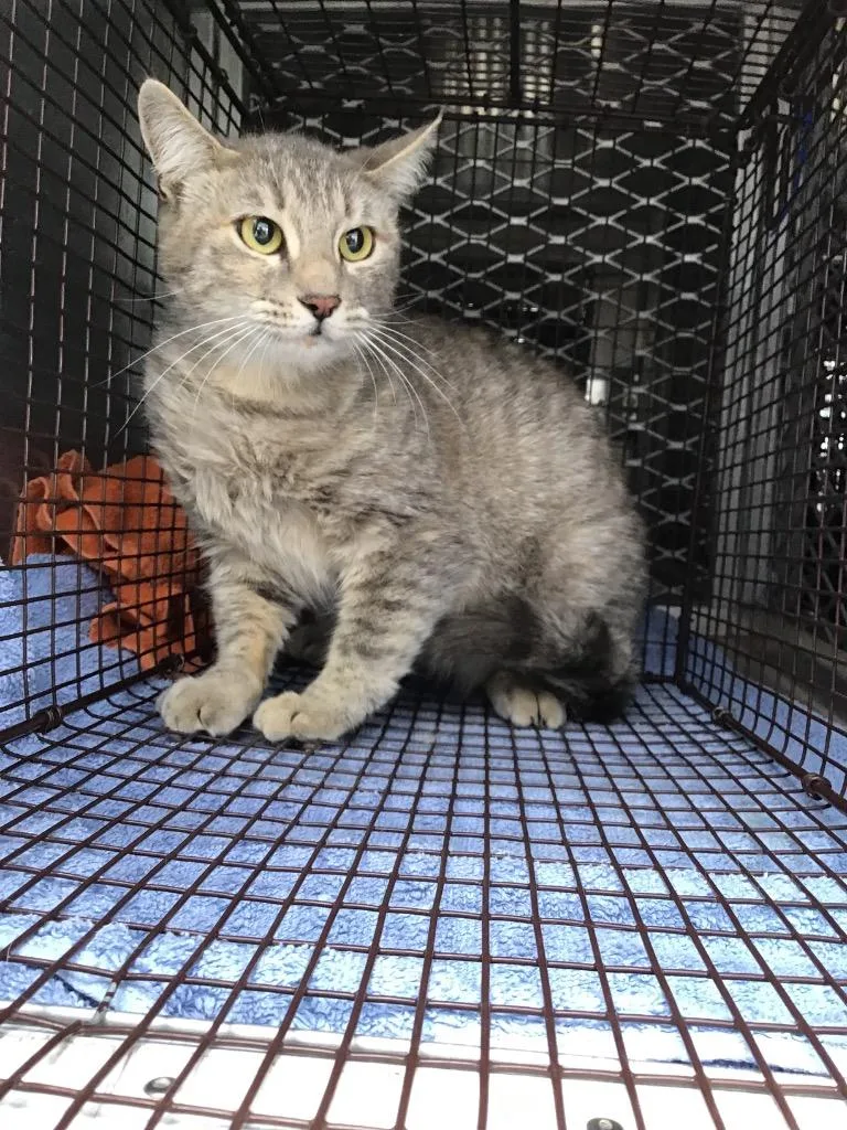 A young small-sized female Domestic Short Hair cat named Grayson for adoption in New Braunfels, TX