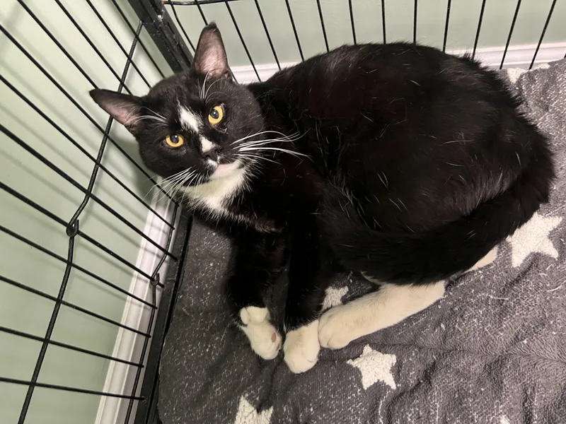 A young medium-sized male Extra-Toes Cat / Hemingway Polydactyl cat named Orion for adoption in St. Ignace, MI