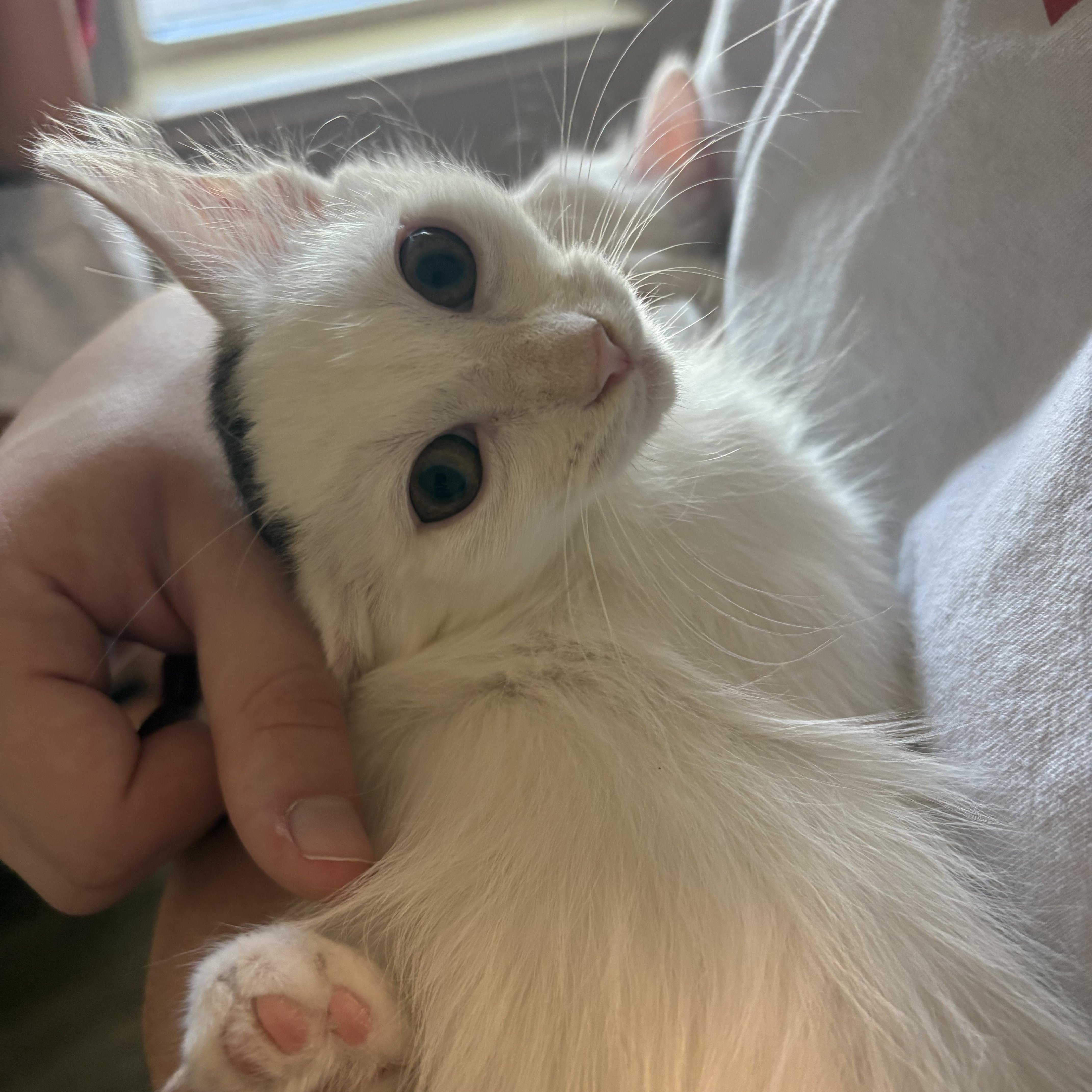 A baby small-sized male Domestic Long Hair cat named Tobin for adoption in Cat Spring, TX