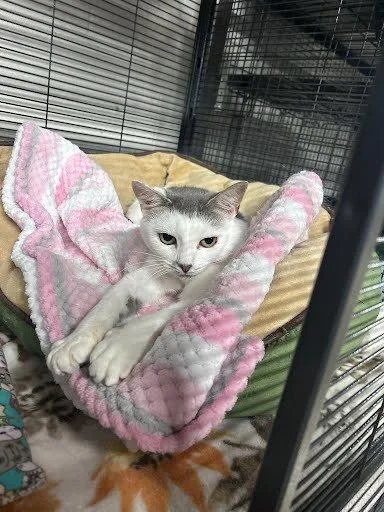 Roo