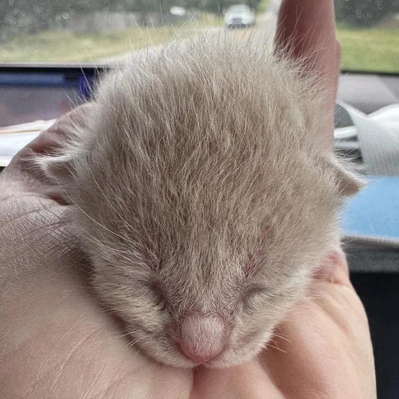 A baby small-sized male Buff / Tan / Fawn Domestic Short Hair cat named Simba for adoption in Kyle, TX