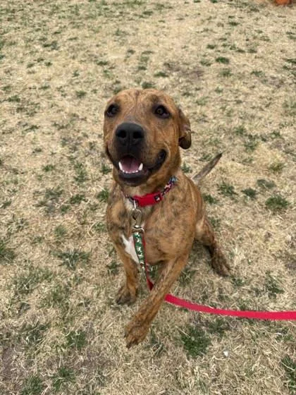 Bongo Billy thumbnail 3