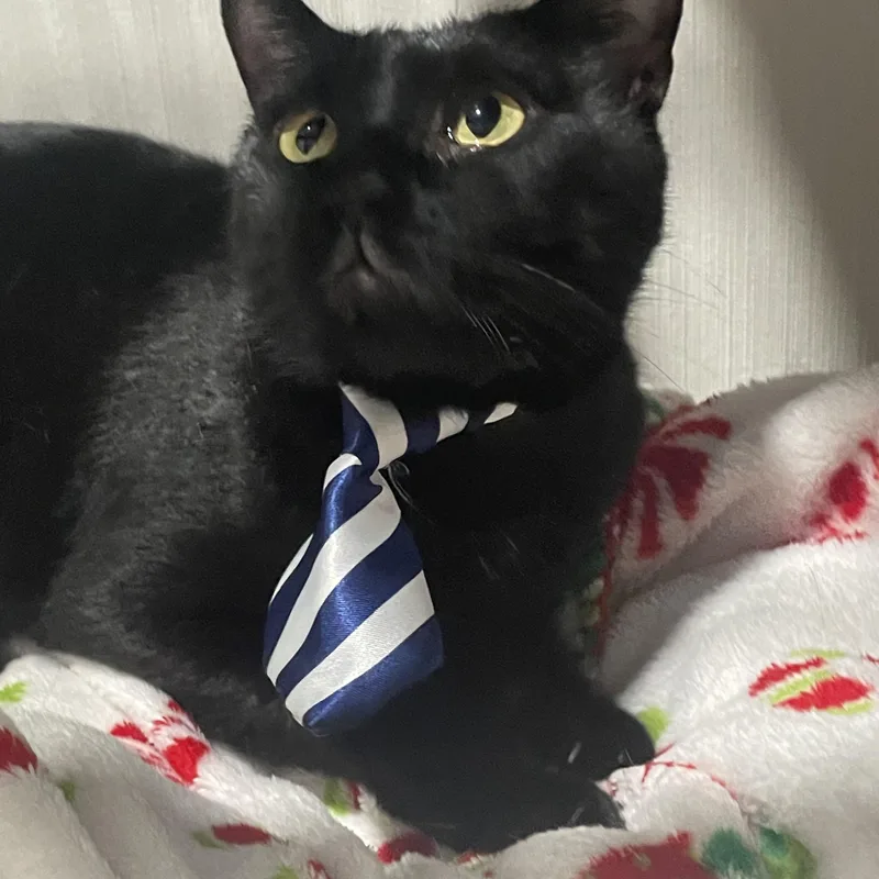 Super Sweet Pepe thumbnail 2