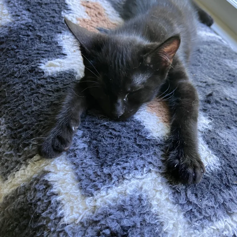 A baby medium-sized male Domestic Short Hair cat named Orion for adoption in Springfield, OR
