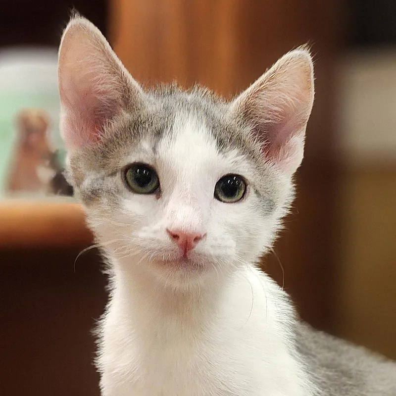 A baby medium-sized male Gray & White Domestic Short Hair cat named Dale for adoption in Irvine, CA