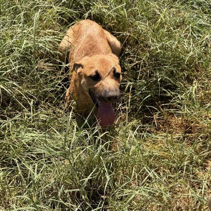 A baby medium-sized male Rhodesian Ridgeback dog named Biggie for adoption in Paradise, TX