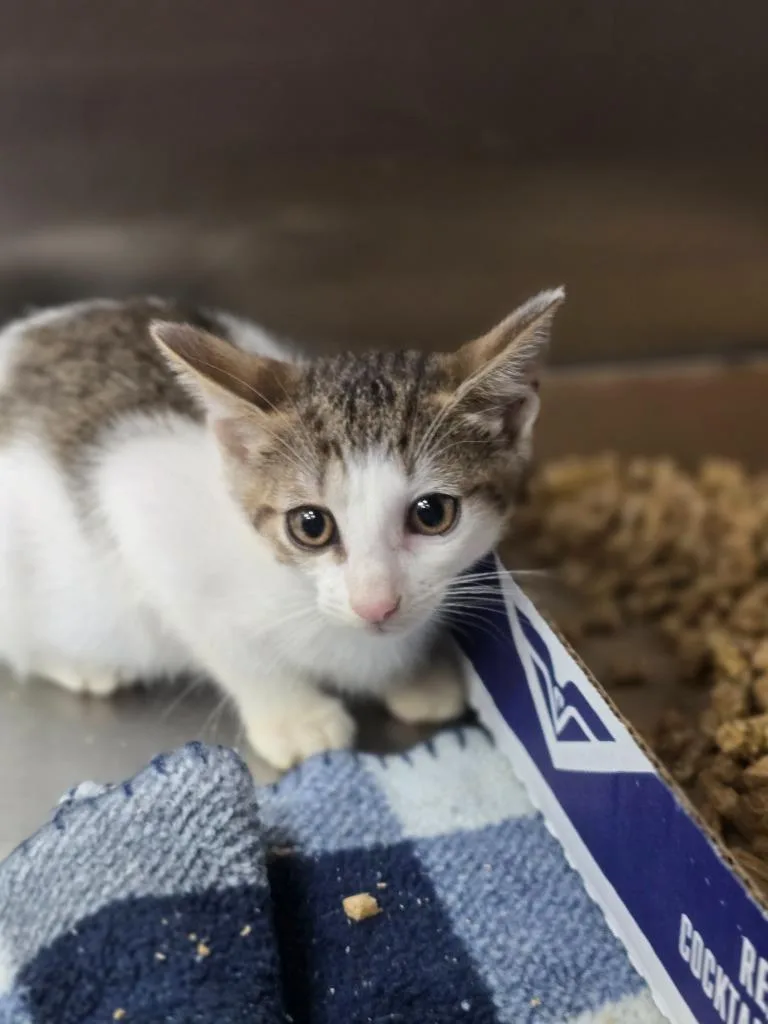 A baby medium-sized female Domestic Short Hair cat named Bernadette for adoption in Danielsville, GA