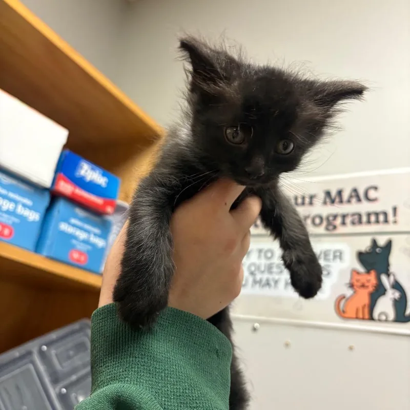 A baby small-sized female Domestic Medium Hair cat named Boo for adoption in Chattanooga, TN