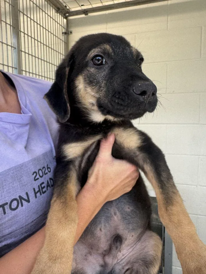A young medium-sized male Shepherd dog named Guss for adoption in Hilton Head Island, SC