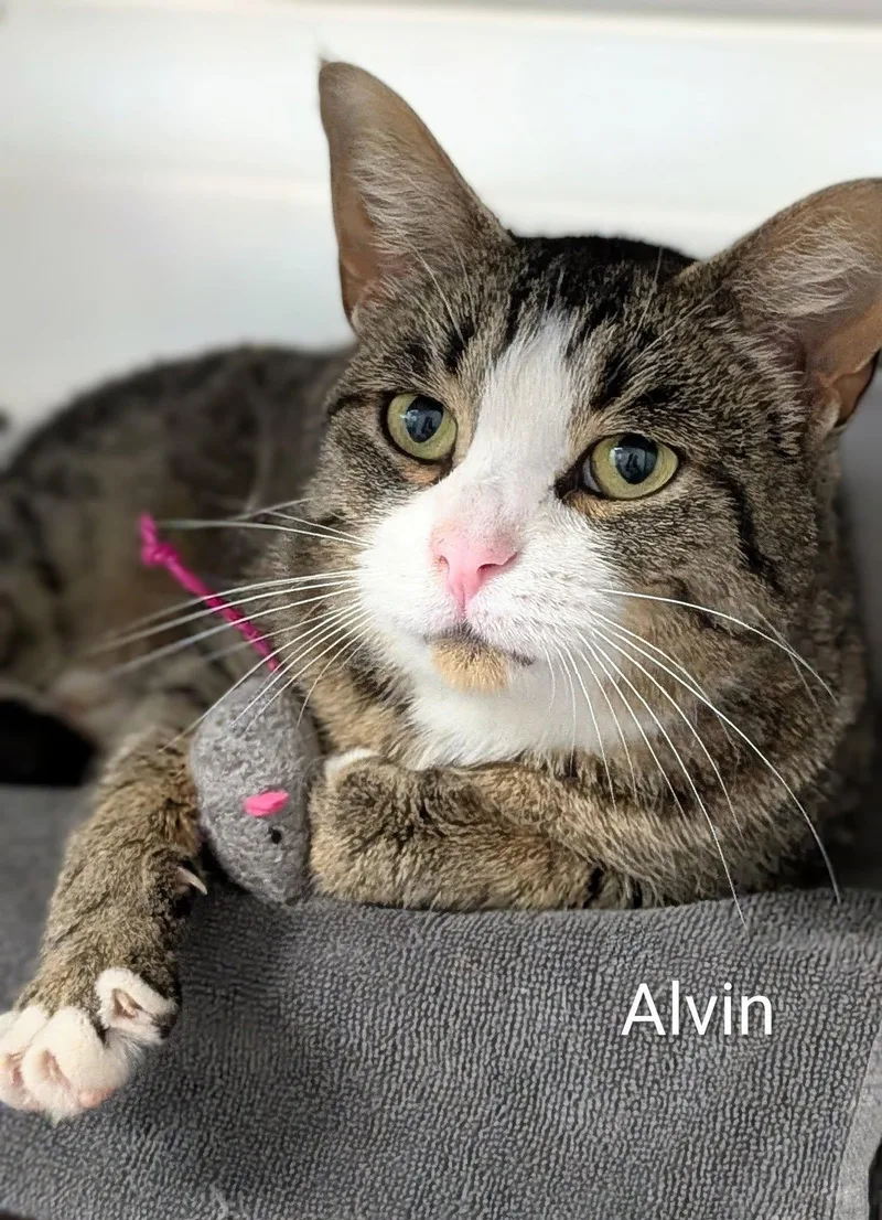 An adult large-sized male Tabby (Brown / Chocolate) Domestic Short Hair cat named Alvin for adoption in Flint, MI