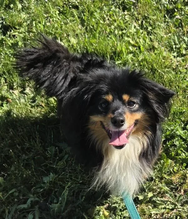 An adult small-sized male Pomeranian dog named Derby for adoption in Salem, OR