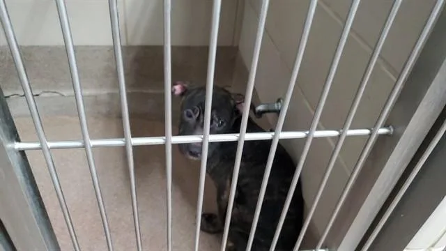 A young large-sized male Pit Bull Terrier dog named Terrence for adoption in Aurora, IL