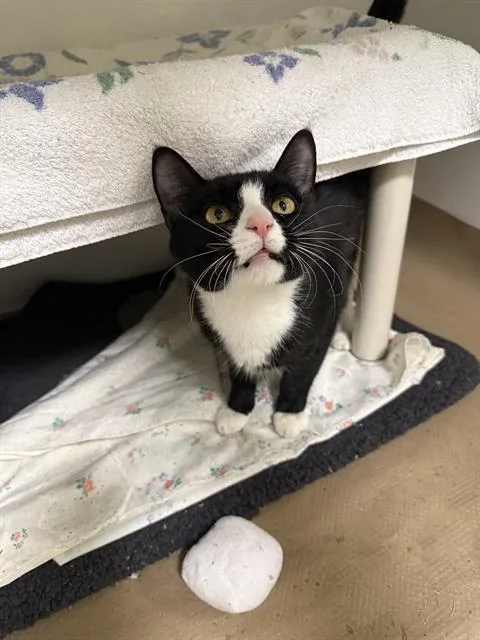 A young medium-sized male Domestic Short Hair cat named Terms for adoption in Boston, MA