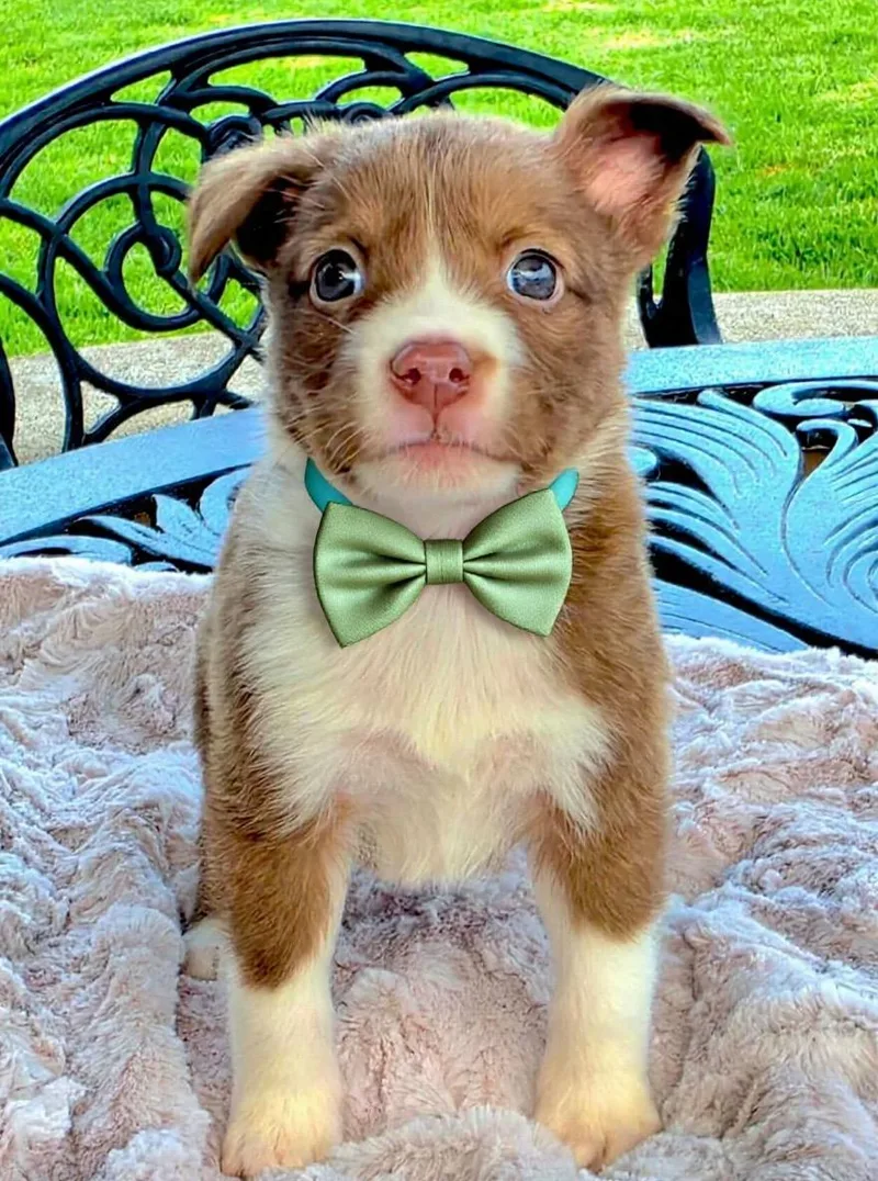 A baby medium-sized male Brown / Chocolate Australian Shepherd dog named Langdon for adoption in Corona Del Mar, CA
