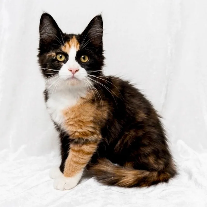 A baby small-sized female Domestic Medium Hair cat named Mochi for adoption in Miami, FL