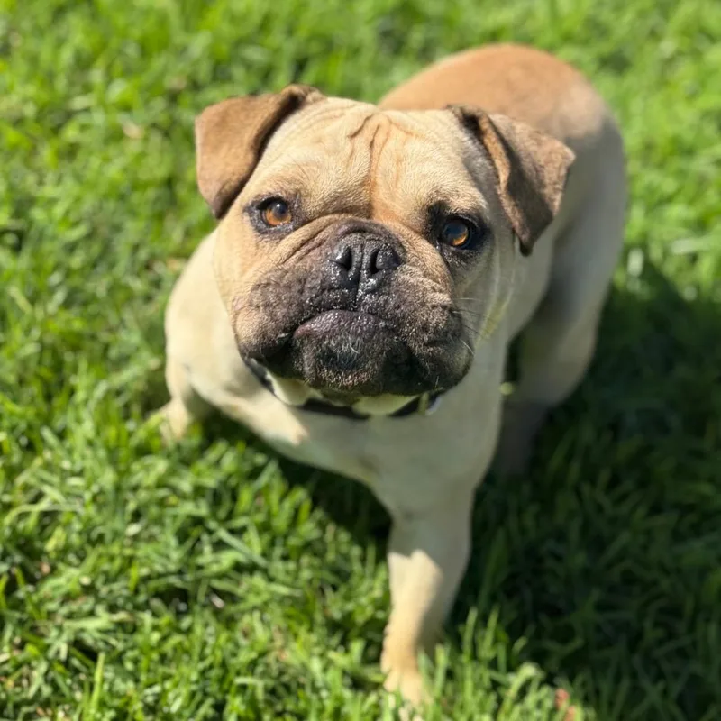 An adult medium-sized male English Bulldog dog named Stuart for adoption in Santa Barbara, CA