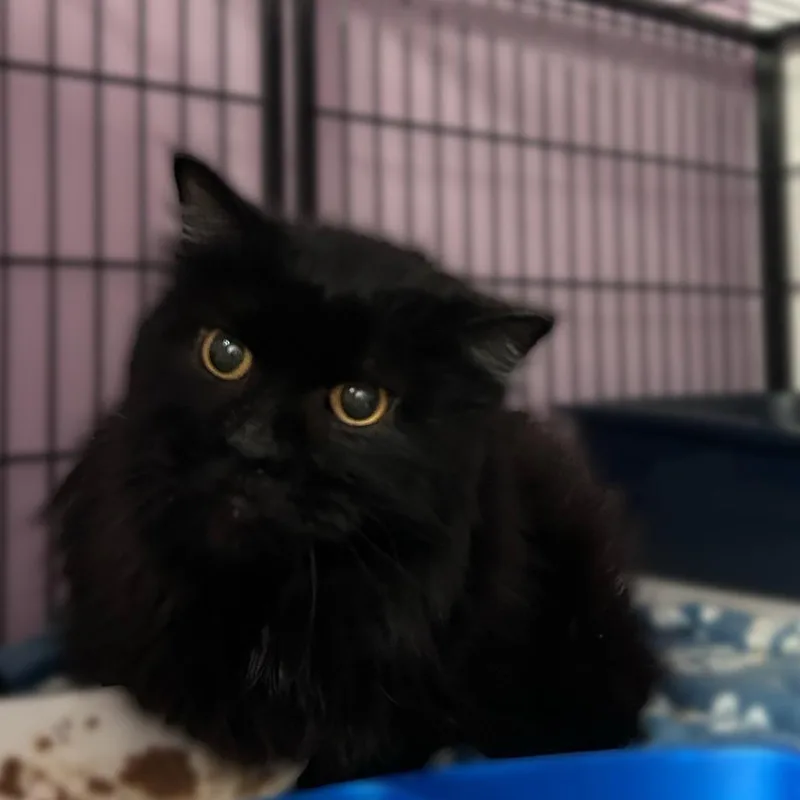 An adult large-sized male Black Domestic Long Hair cat named Mcflurry for adoption in Davenport, IA