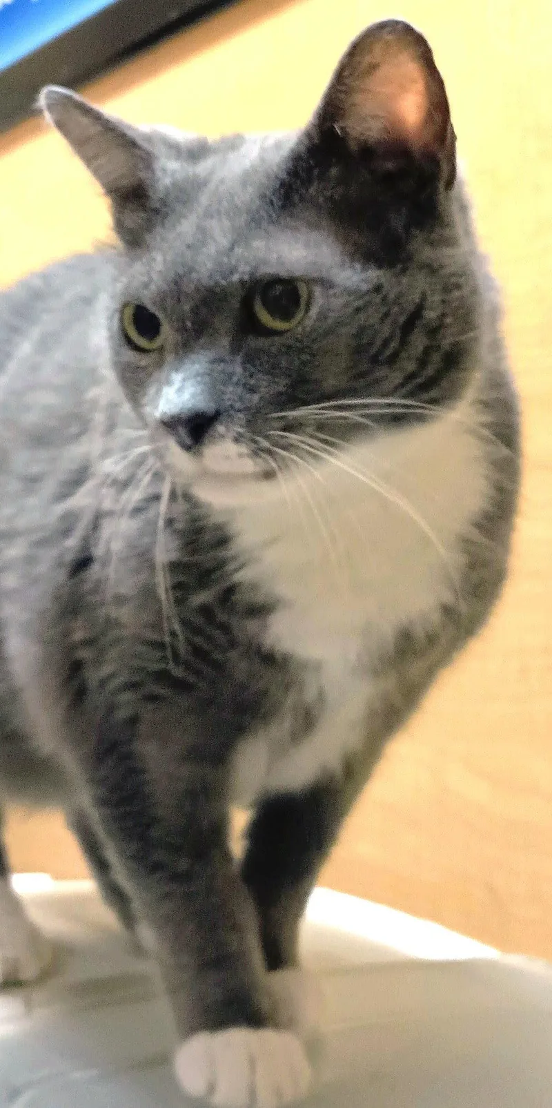 An adult medium-sized female Gray & White Domestic Short Hair cat named Astoria for adoption in Herndon, VA