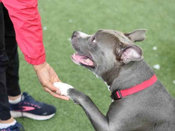 An adult large-sized female Mixed Breed dog named Flo for adoption in Ridgewood, NY