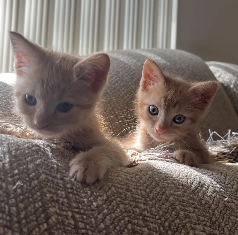 A baby medium-sized female Tabby cat named Tina for adoption in Austin, TX