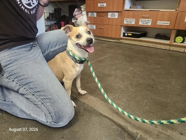 A young small-sized male Terrier dog named Malcolm for adoption in Santa Cruz, CA
