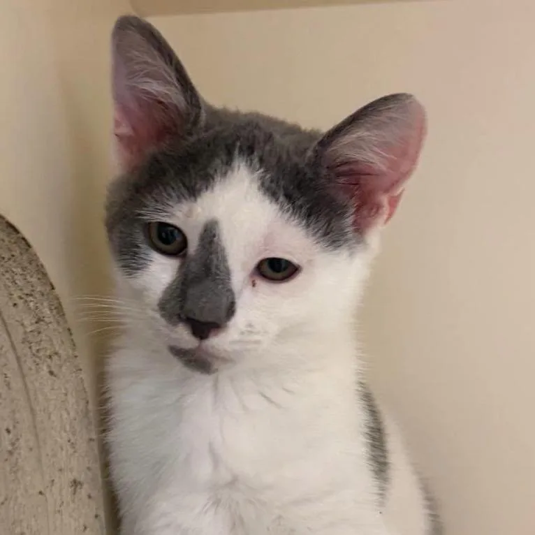 A baby small-sized female Gray / Blue / Silver Domestic Short Hair cat named Ash for adoption in Waynesboro, PA