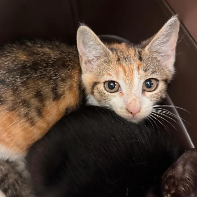 A baby small-sized female Torbie Domestic Short Hair cat named Violet for adoption in Lynchburg, VA