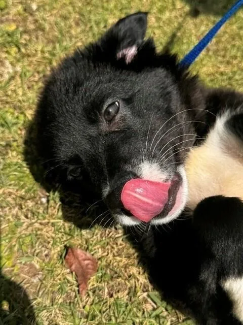 A baby small-sized female Tricolor (Brown, Black, & White) Australian Shepherd dog named Carolina for adoption in North Reading, MA