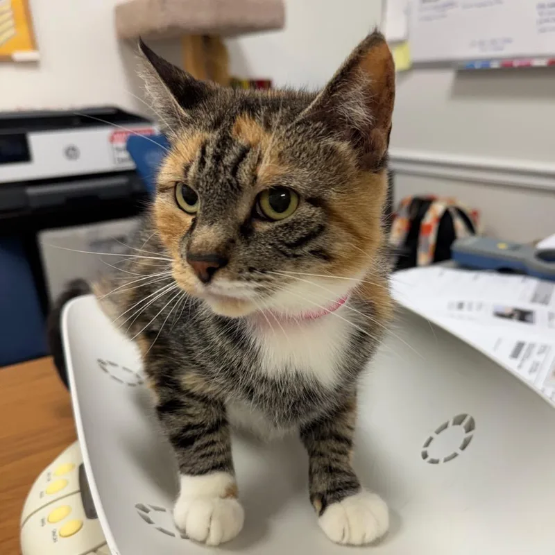 An adult medium-sized female Calico Domestic Short Hair cat named Lily Ann for adoption in Peoria, IL