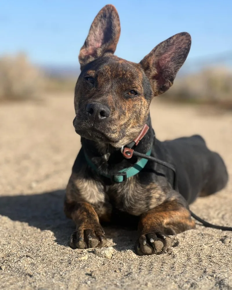 A young large-sized male Australian Cattle Dog / Blue Heeler dog named Commander for adoption in Long Beach, CA