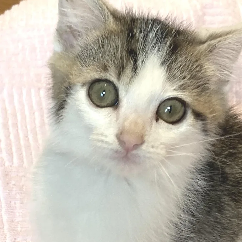 A baby small-sized female Gray / Blue / Silver Domestic Short Hair cat named Hippie Crusader for adoption in Fredericksburg, VA