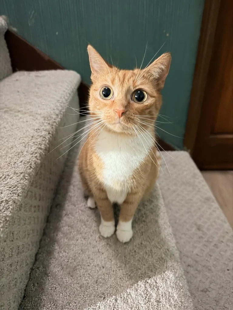 An adult small-sized female Domestic Short Hair cat named Socks for adoption in Bloomington, IN