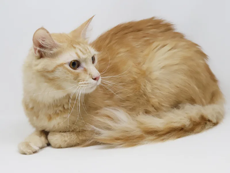 Butterscotch Is Soooo Delicious thumbnail 3