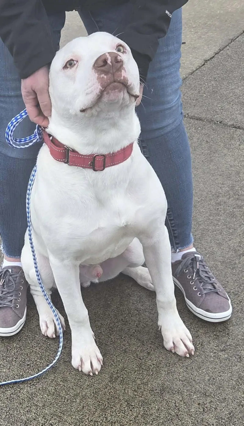 Foil: Ridge  Dog thumbnail 2