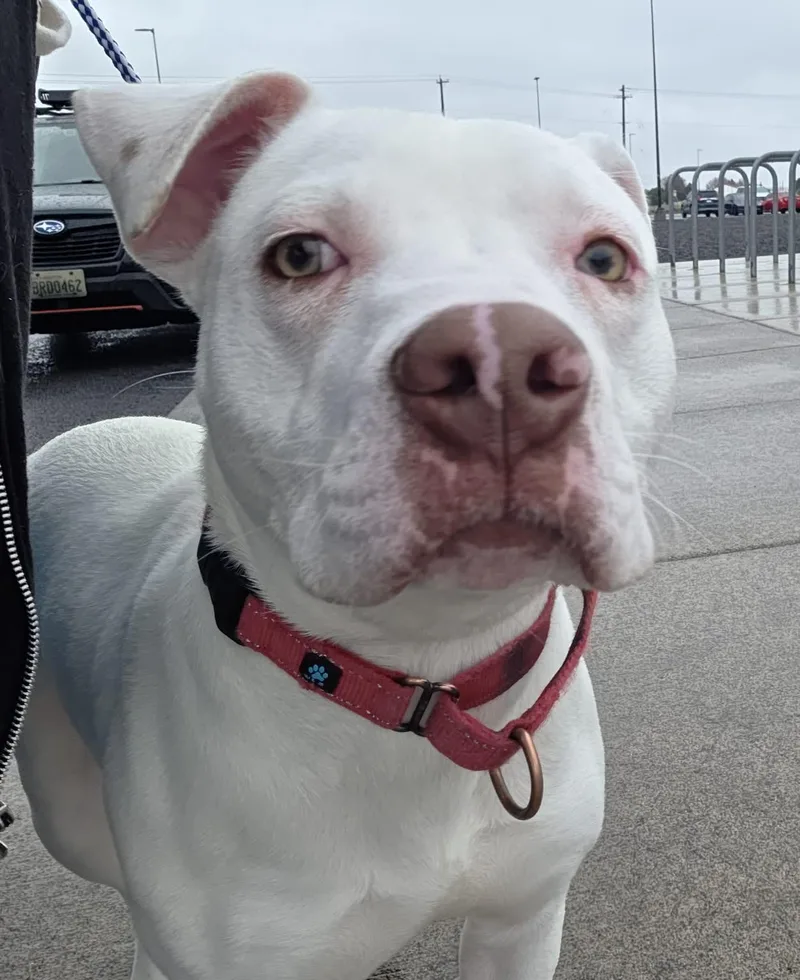 Foil: Ridge  Dog thumbnail 3