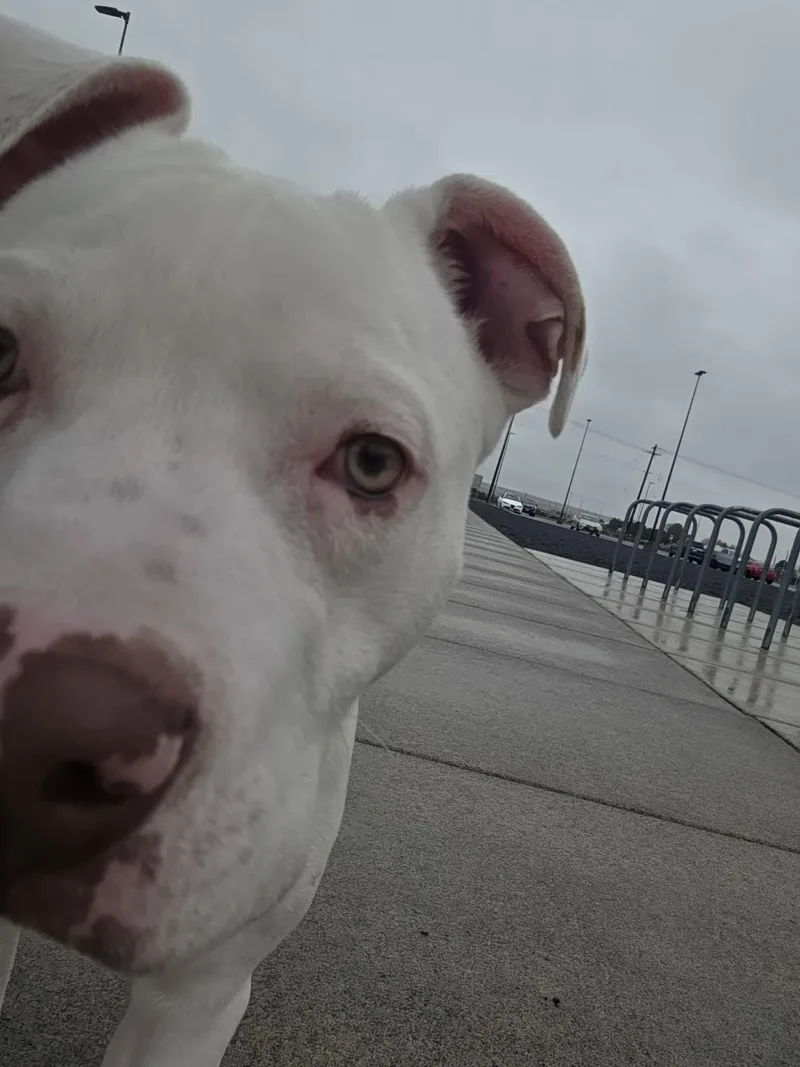 Foil: Ridge  Dog thumbnail 4