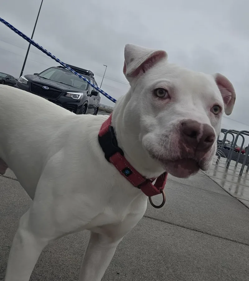 Foil: Ridge  Dog thumbnail 5