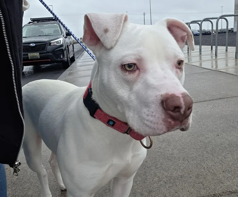 Foil: Ridge  Dog thumbnail 6