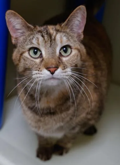 An adult medium-sized female Domestic Short Hair cat named Ice for adoption in Baraboo, WI