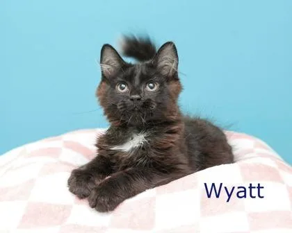 A baby small-sized male Domestic Long Hair cat named Wyatt for adoption in Parma, OH