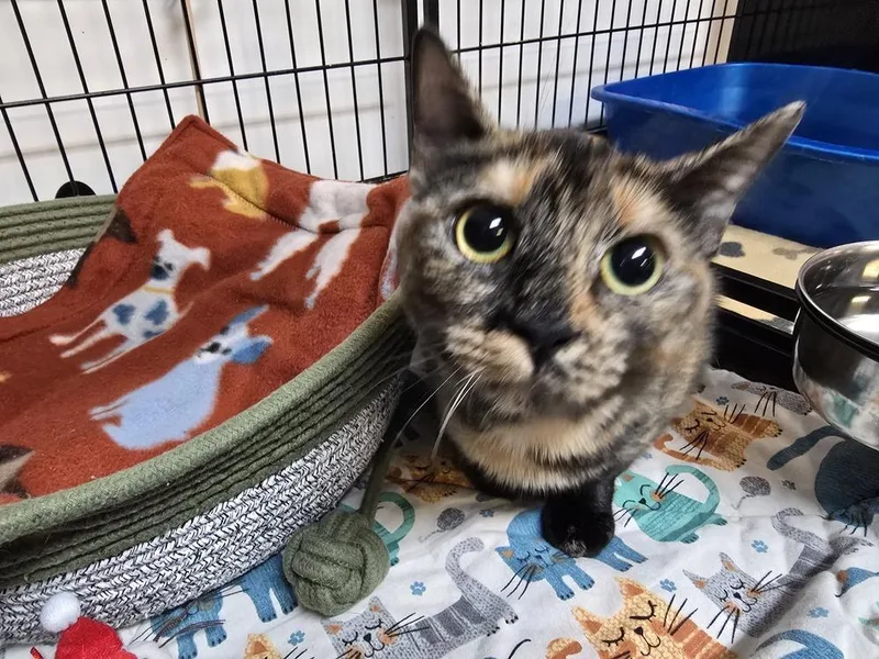 An adult medium-sized female Tabby (Brown / Chocolate) Domestic Short Hair cat named Ruby for adoption in Southbury, CT