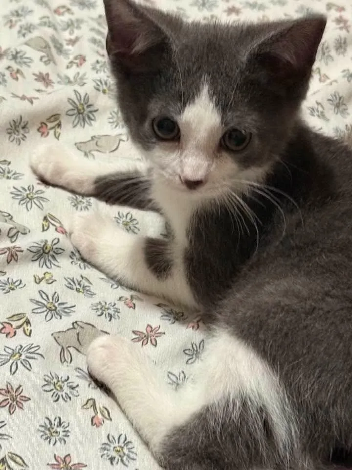 A baby small-sized male Domestic Short Hair cat named Jelly Bean for adoption in Kettering, OH