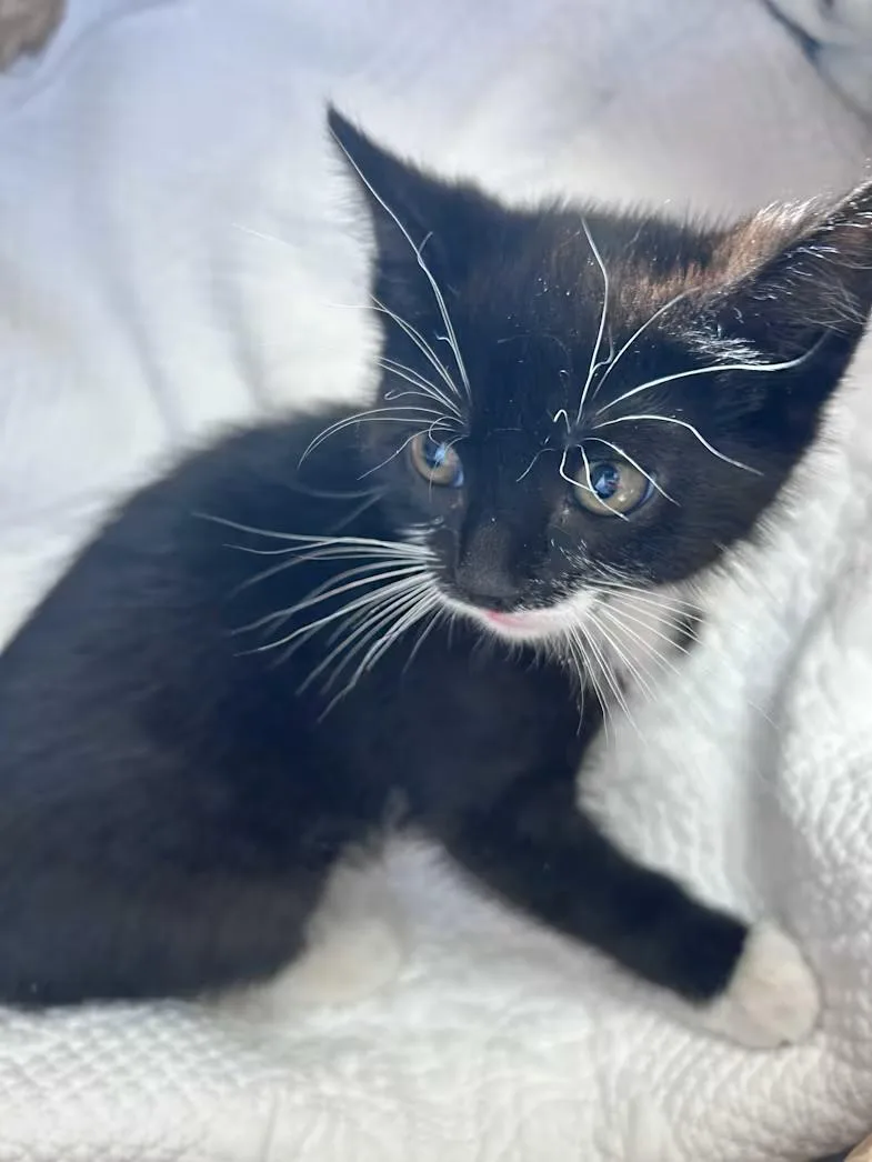 A baby medium-sized male Black & White / Tuxedo Domestic Short Hair cat named Turnip for adoption in Greensboro, NC