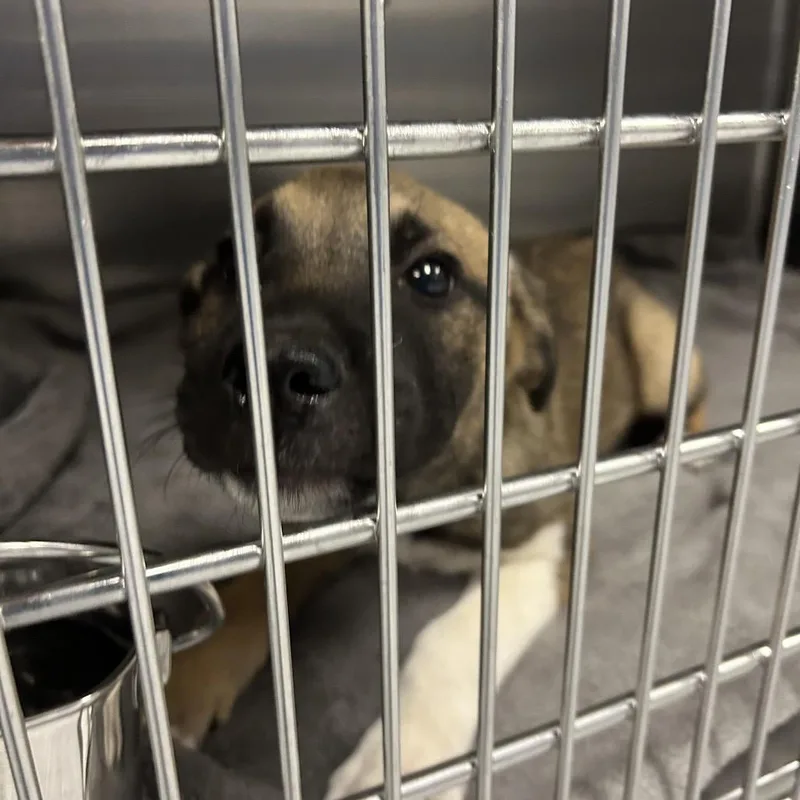 A baby medium-sized female Brown / Chocolate Shepherd dog named Cumin for adoption in Greenville, SC