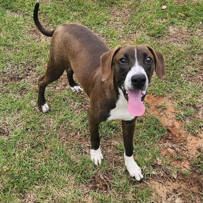 A young medium-sized male Mixed Breed dog named Spanky for adoption in Summerdale, AL