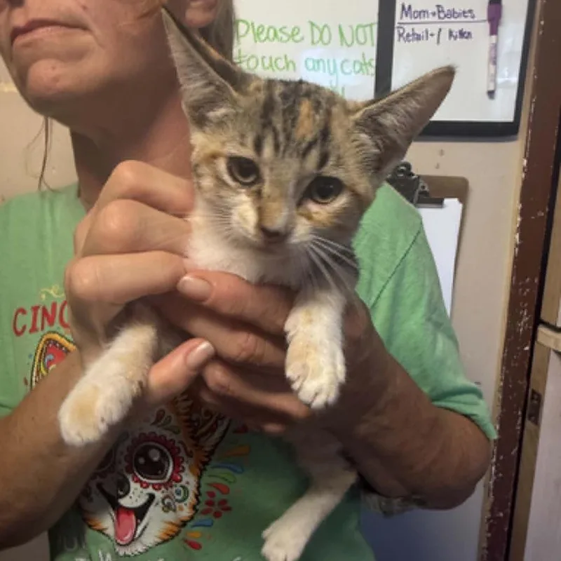 A baby small-sized female Domestic Short Hair cat named Shelby for adoption in Stephenville, TX