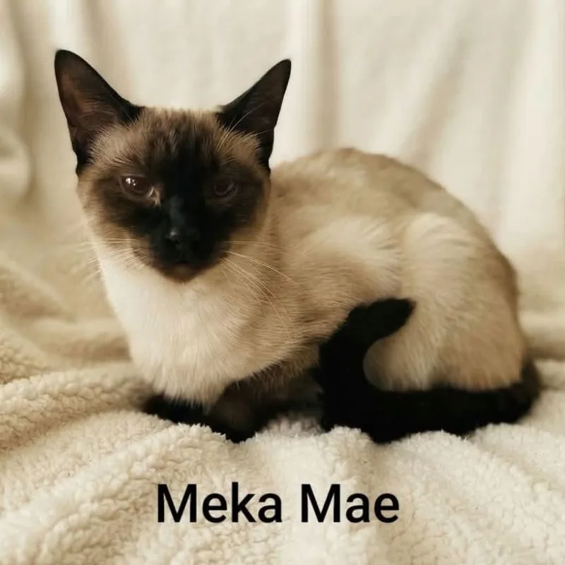 A young medium-sized female Siamese cat named Meka Mae for adoption in Wyandotte, MI