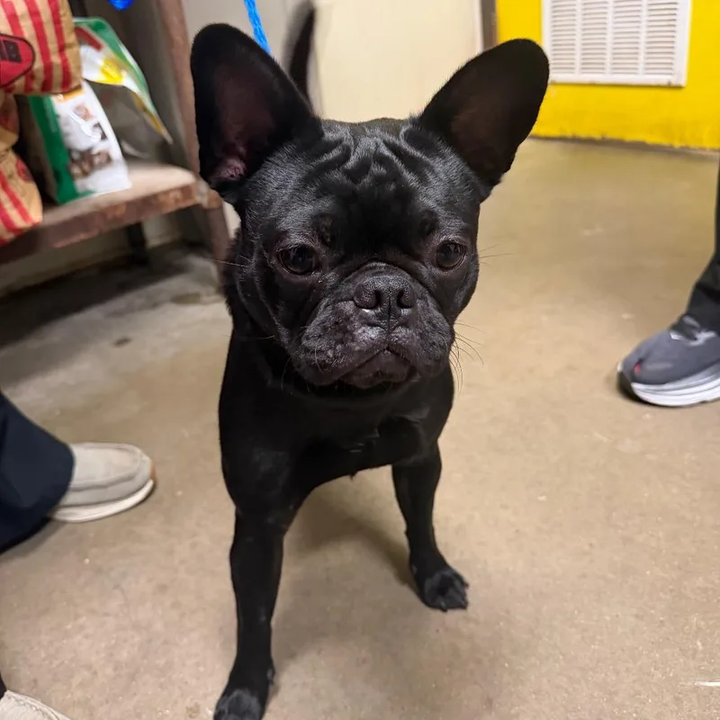 A young small-sized male Black French Bulldog dog named Pierre for adoption in Bryan, TX