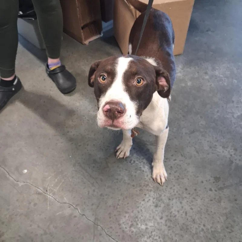 A young medium-sized male Pit Bull Terrier dog named Cody for adoption in Gautier, MS