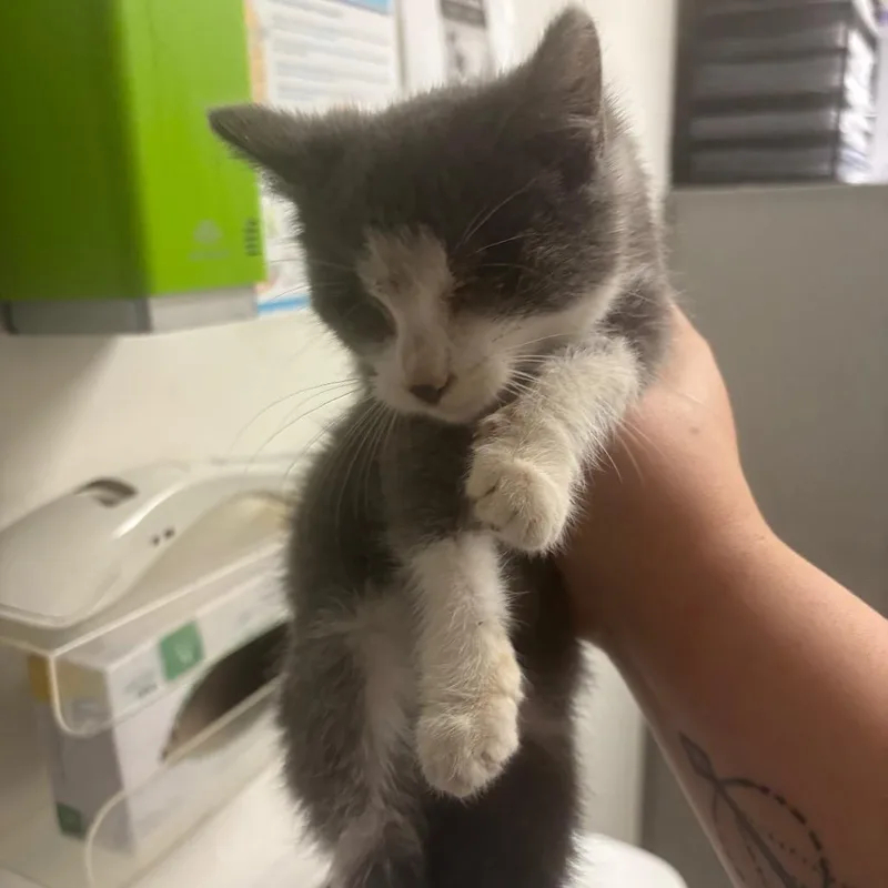 A baby small-sized female Gray / Blue / Silver Domestic Short Hair cat named Kemuri for adoption in Charleston, WV